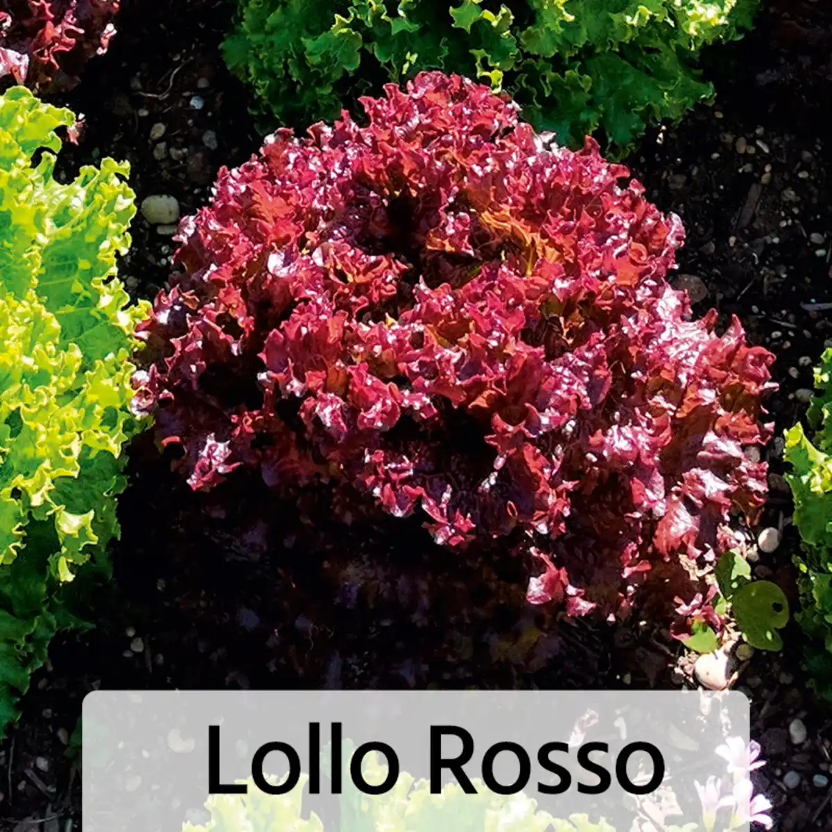 Bild 2 von Herbsternte Salatpflanzen / Feldsalat