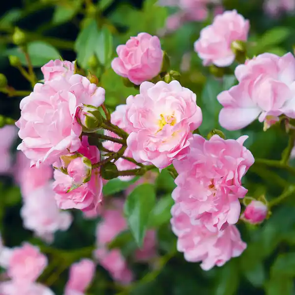 Bild 2 von Bodendeckerrose