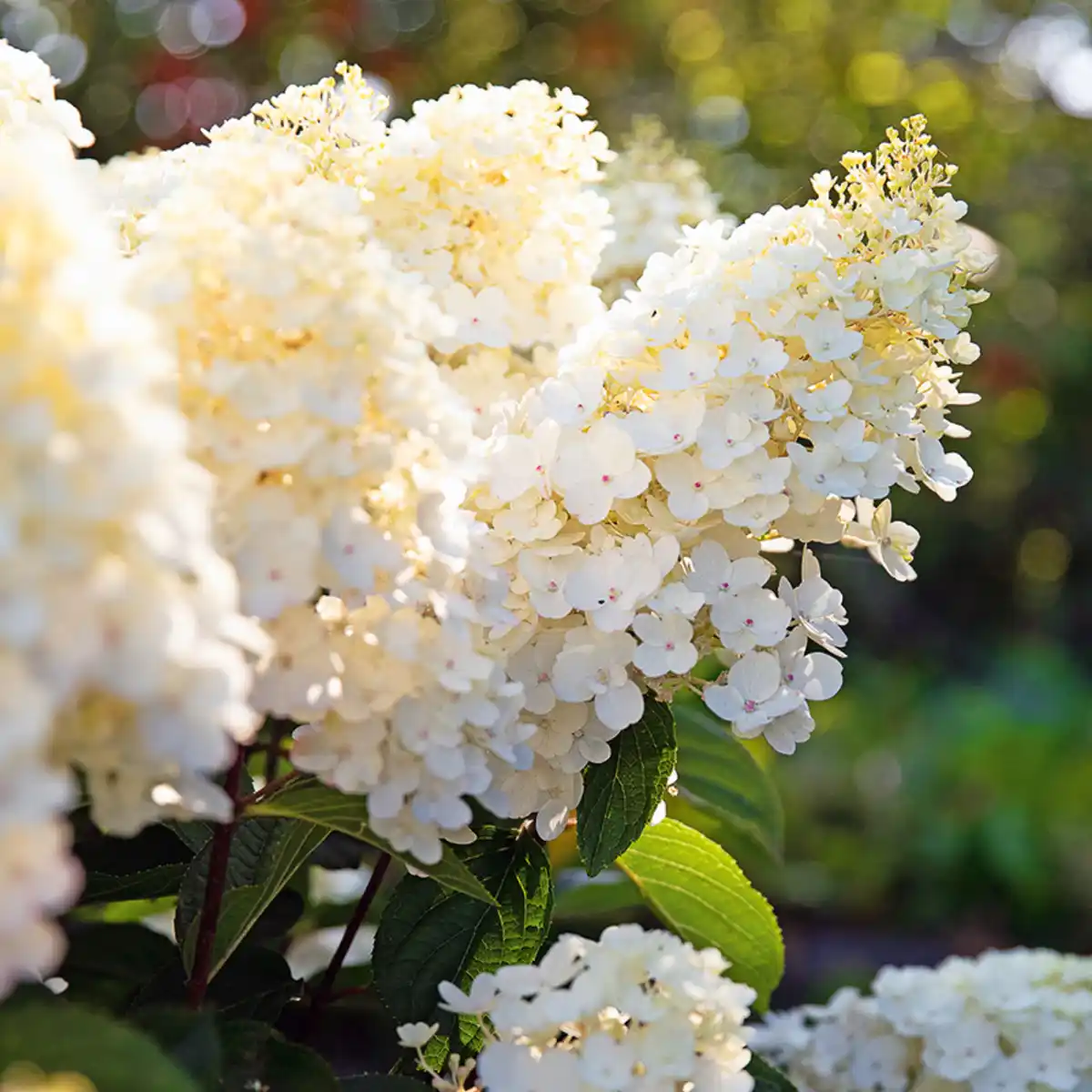 Bild 2 von Rispen Hortensie