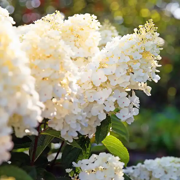 Bild 2 von Rispen Hortensie