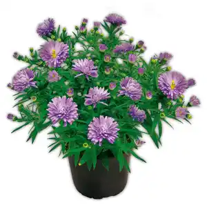 Herbstastern Busch XL