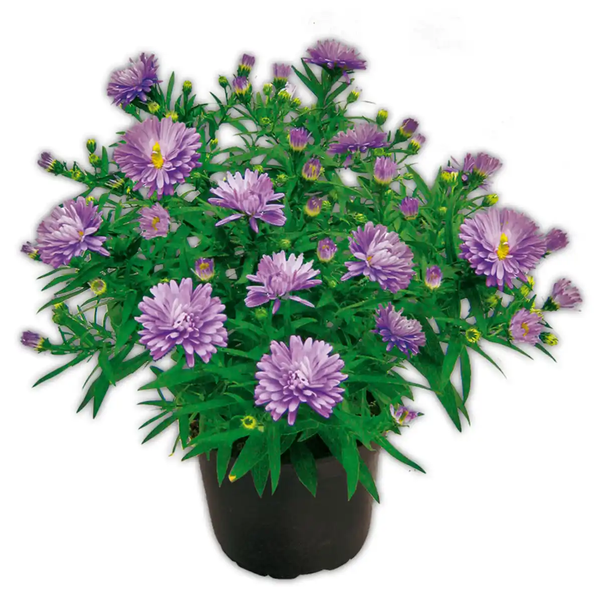 Bild 1 von Herbstastern Busch XL