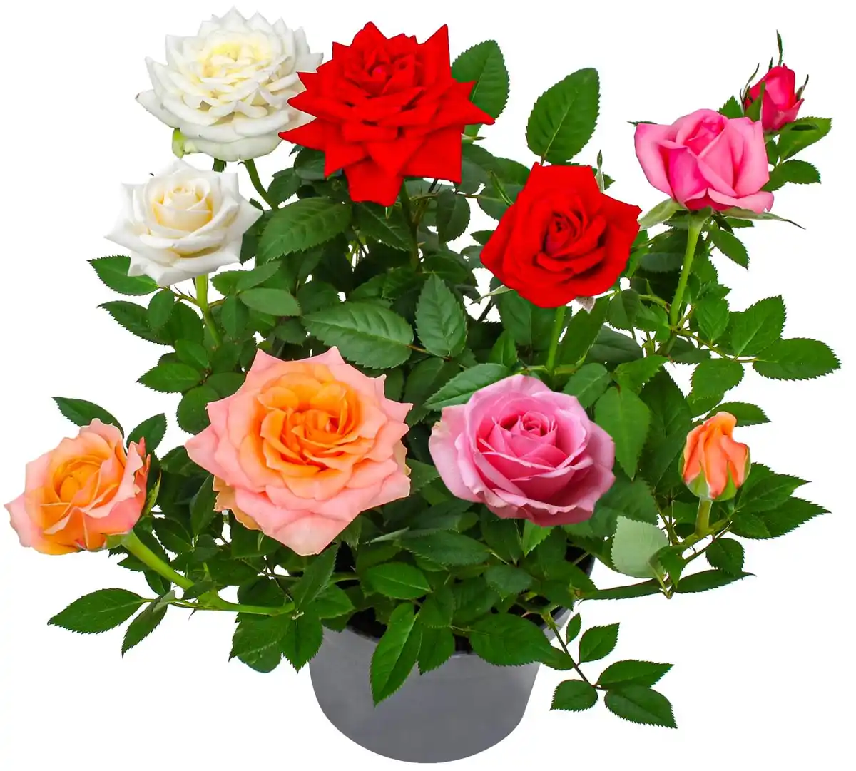 Bild 1 von Blühpflanzen