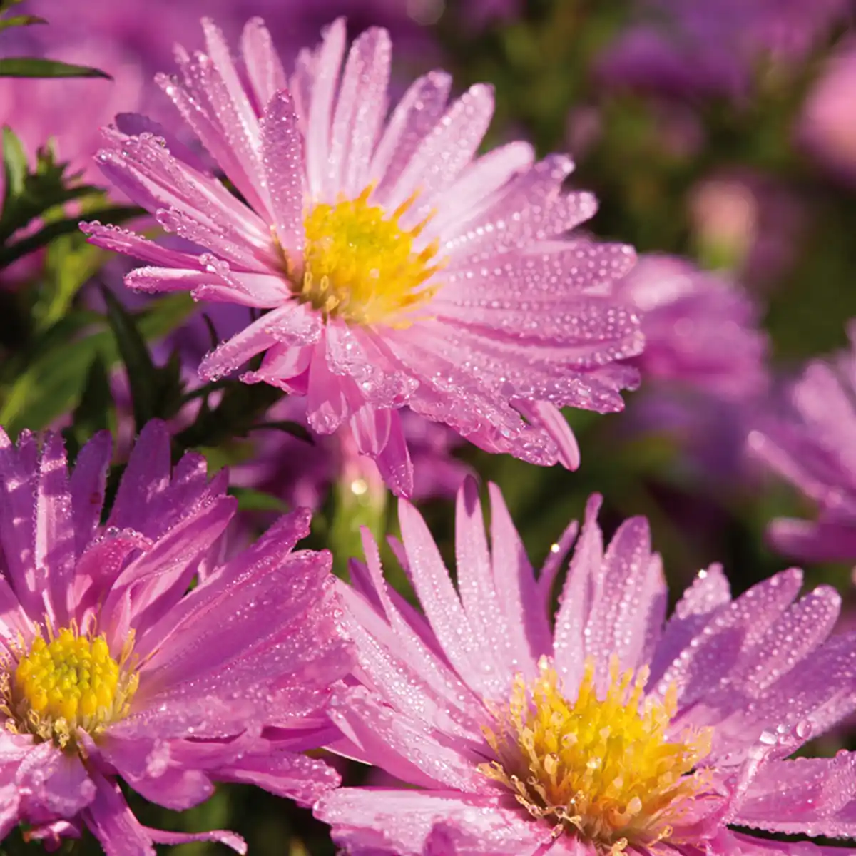 Bild 2 von Herbstastern Busch XL