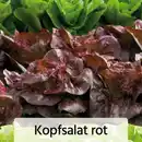 Bild 4 von Herbsternte Salatpflanzen / Feldsalat