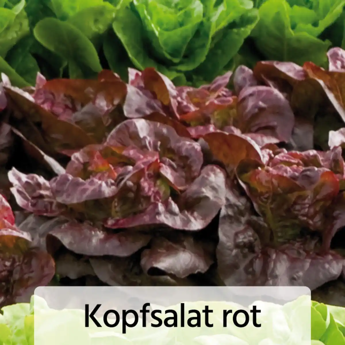 Bild 4 von Herbsternte Salatpflanzen / Feldsalat