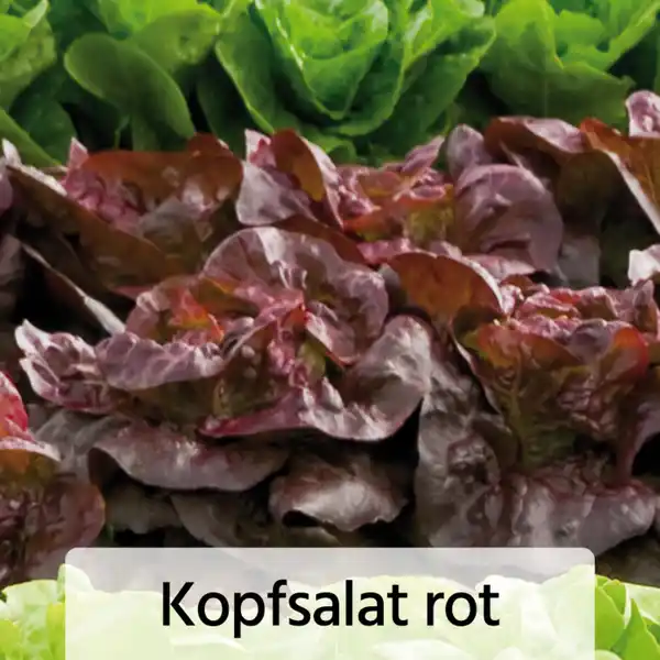 Bild 4 von Herbsternte Salatpflanzen / Feldsalat