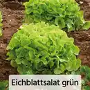 Bild 3 von Herbsternte Salatpflanzen / Feldsalat
