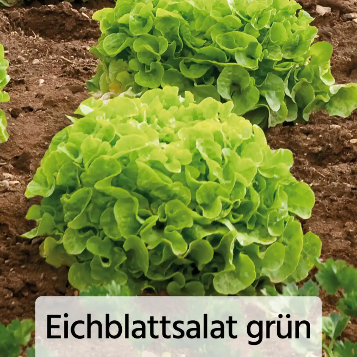 Bild 3 von Herbsternte Salatpflanzen / Feldsalat
