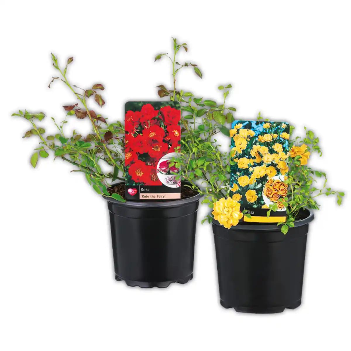 Bild 1 von Bodendeckerrose