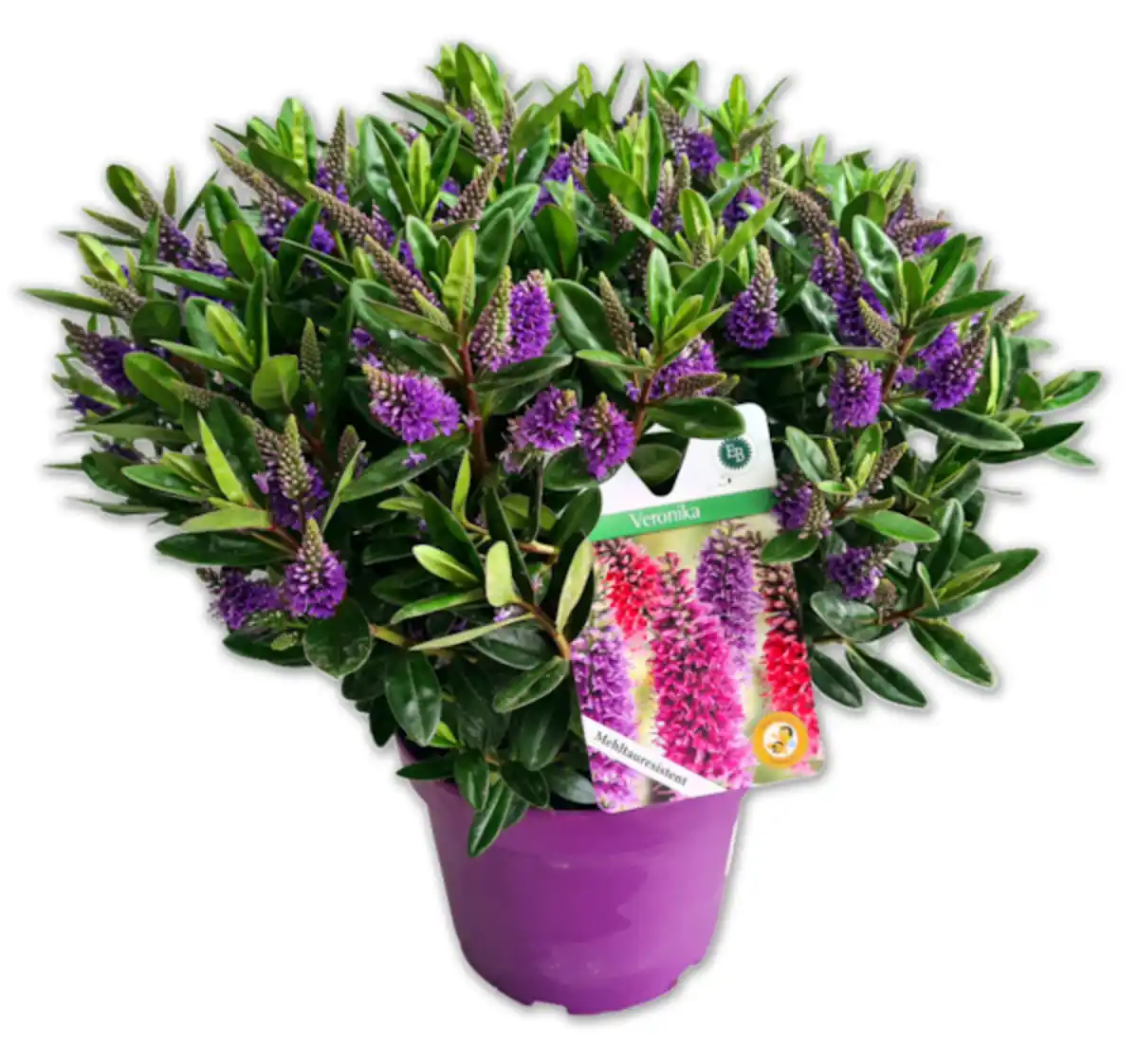 Bild 1 von Strauchveronika*