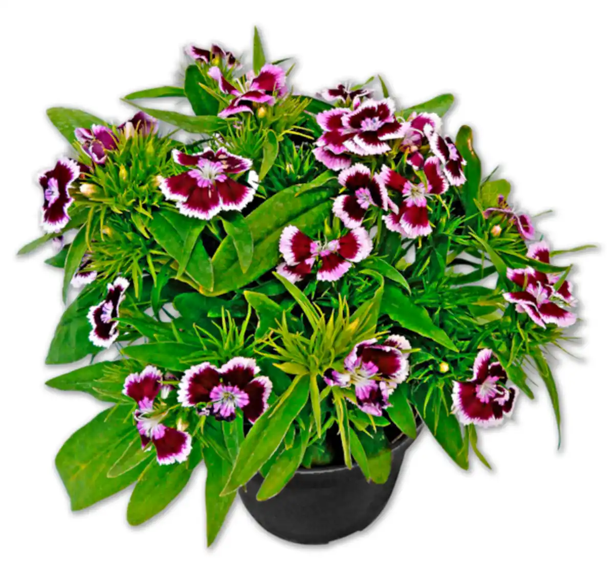 Bild 1 von Bartnelke*