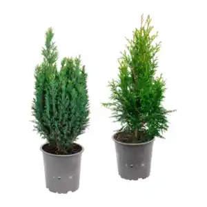 GARDENLINE Konifere