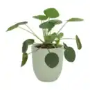 Bild 2 von GARDENLINE Exotische Pflanze