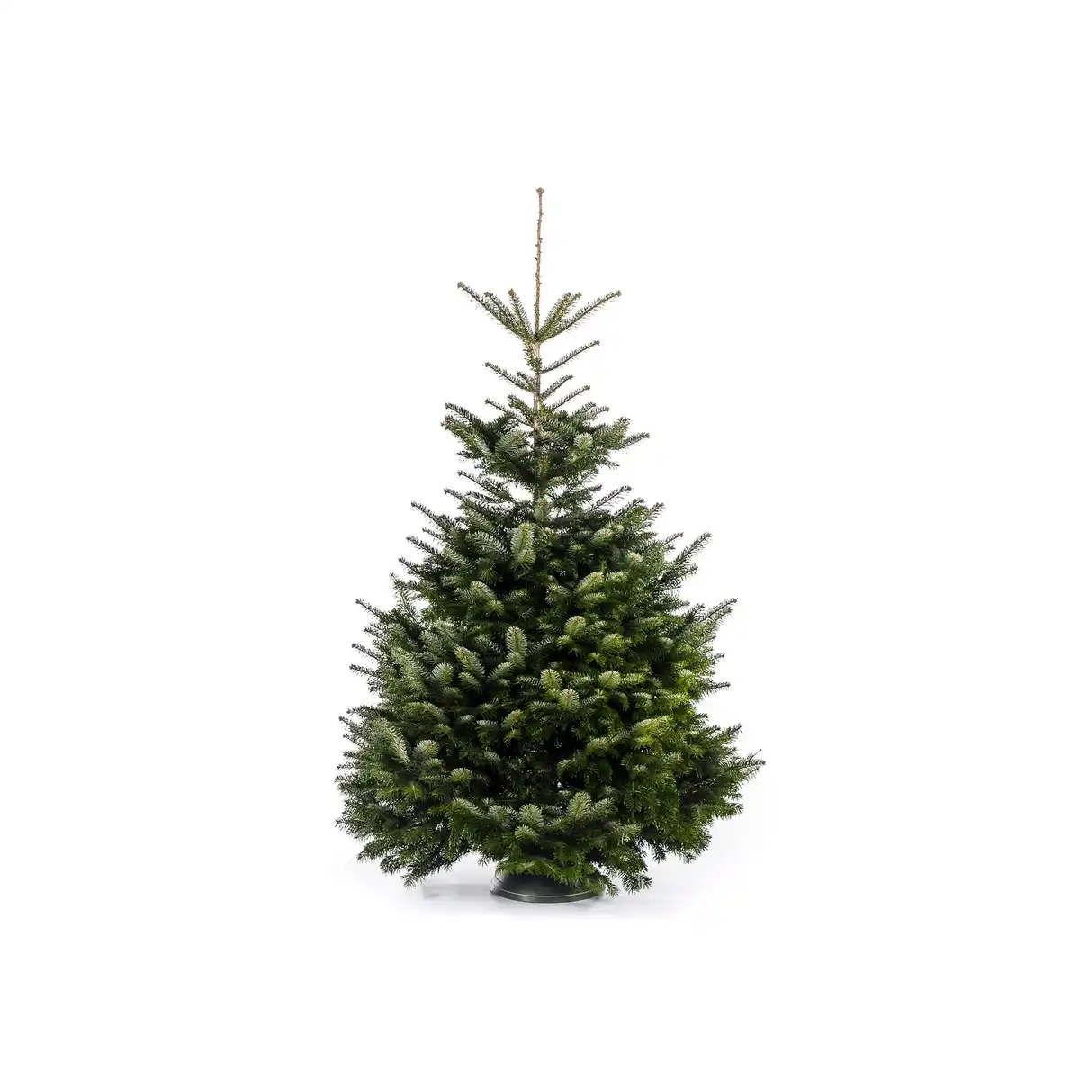 Bild 1 von toom Fair Trees® Weihnachtsbaum Nordmanntanne gesägt 150-190 cm