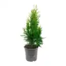 Bild 3 von GARDENLINE Konifere