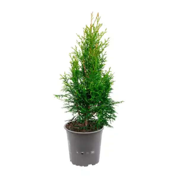 Bild 3 von GARDENLINE Konifere
