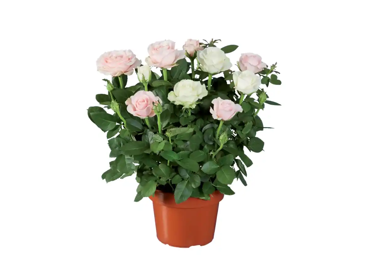 Bild 1 von Romantisches Rosen-Duo