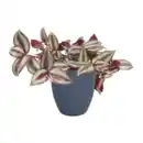 Bild 4 von GARDENLINE Exotische Pflanze