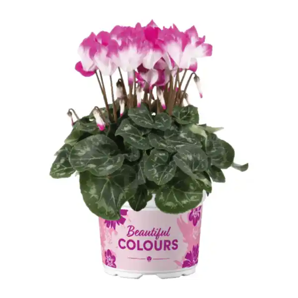 Bild 2 von GARDENLINE Alpenveilchen