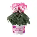 Bild 3 von GARDENLINE Alpenveilchen