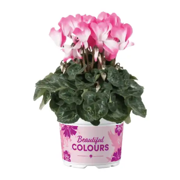 Bild 3 von GARDENLINE Alpenveilchen