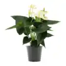 Bild 2 von GARDENLINE Anthurie
