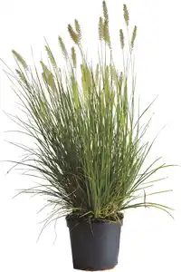 Lampenputzergras 3,5 L Container, 60- 80 cm hoch
