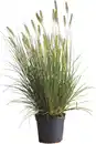 Bild 1 von Lampenputzergras 3,5 L Container, 60- 80 cm hoch