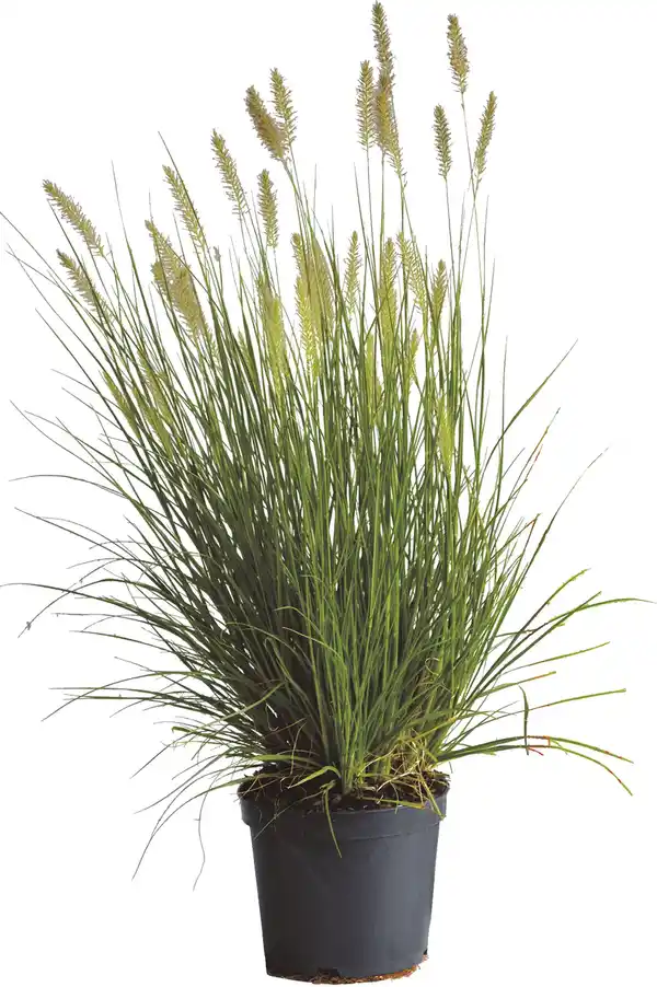 Bild 1 von Lampenputzergras 3,5 L Container, 60- 80 cm hoch