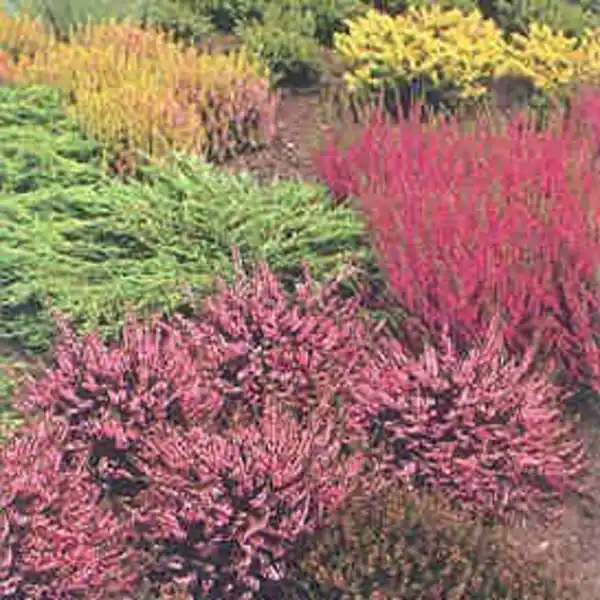 Bild 3 von Besenheide