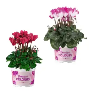 GARDENLINE Alpenveilchen
