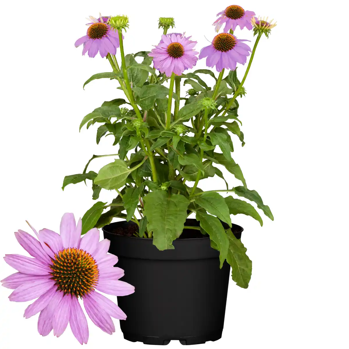 Bild 1 von toom Herbststauden-Mix 17 cm Topf