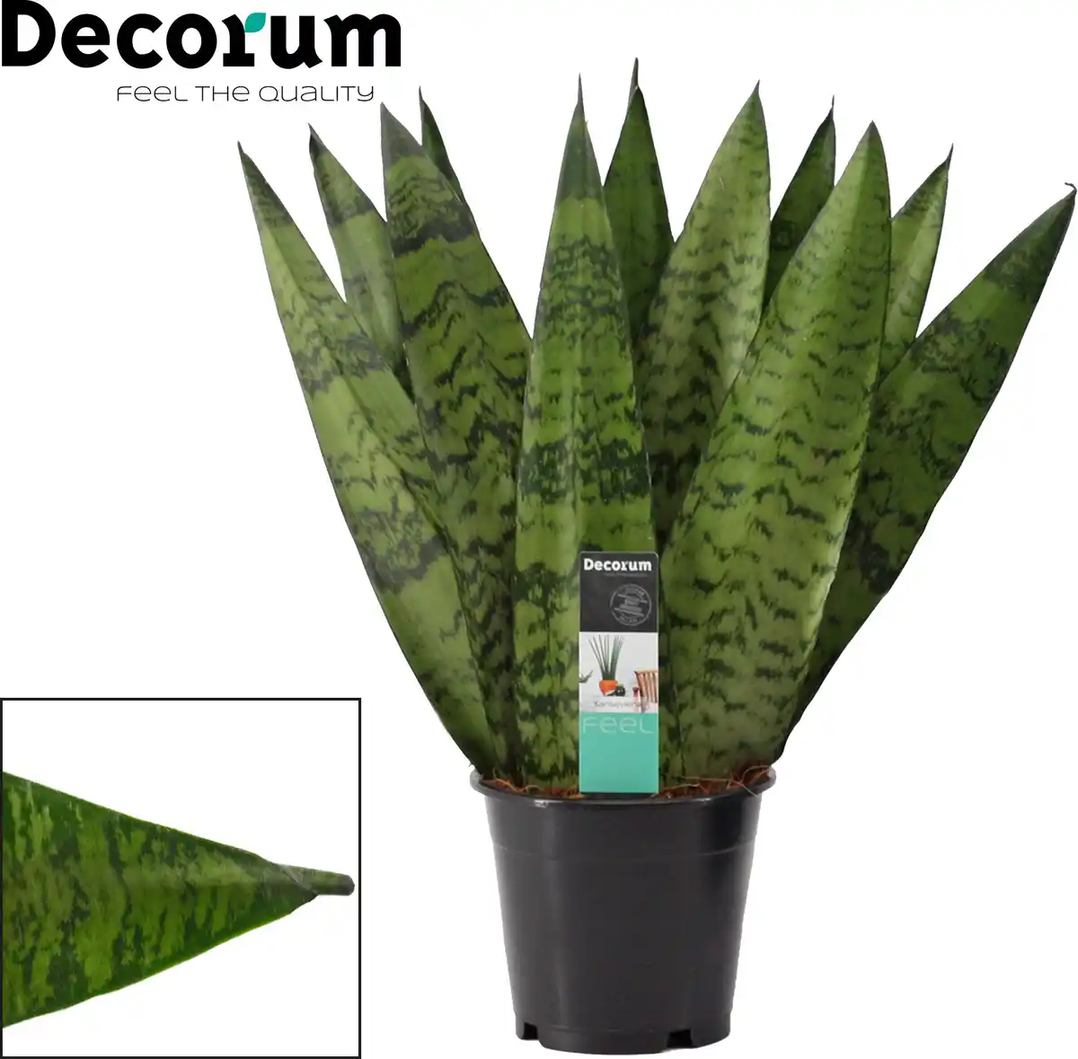 Bild 1 von Sondersorten Sansevieria Bogenhanf im 12 cm Topf