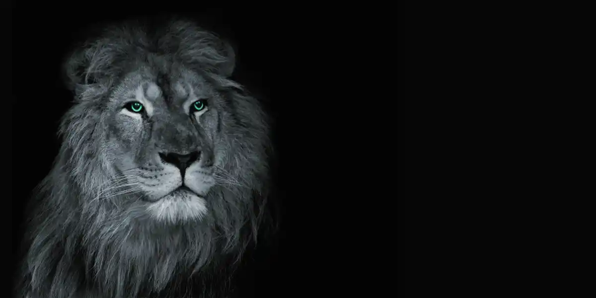 Bild 4 von Keilrahmen ca. 50 x 100 cm