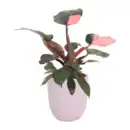Bild 3 von GARDENLINE Exotische Pflanze