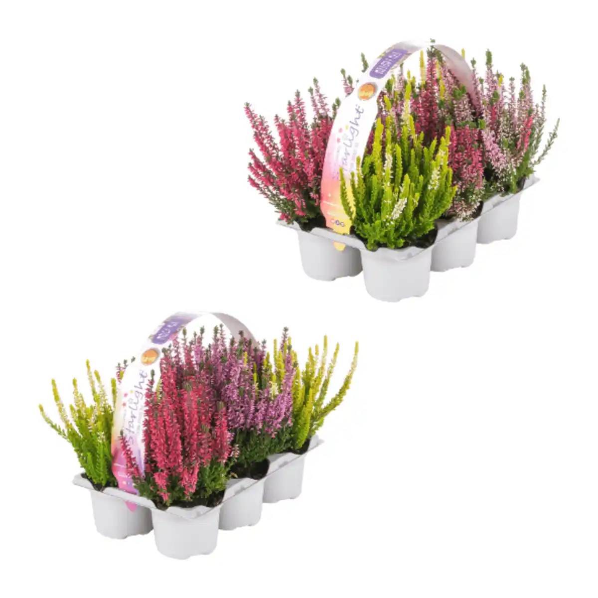 Bild 1 von GARDENLINE Calluna Vulgaris