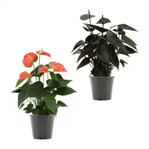 GARDENLINE Anthurie