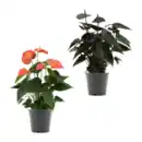Bild 1 von GARDENLINE Anthurie