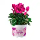 Bild 4 von GARDENLINE Alpenveilchen