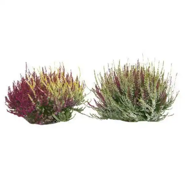 Bild 2 von Besenheide