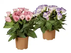 Eustoma