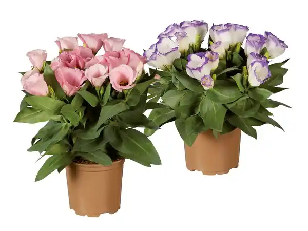 Bild 1 von Eustoma