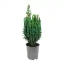 Bild 2 von GARDENLINE Konifere
