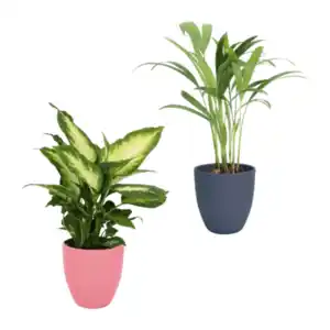 GARDENLINE Exotische Pflanze