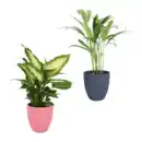 Bild 1 von GARDENLINE Exotische Pflanze