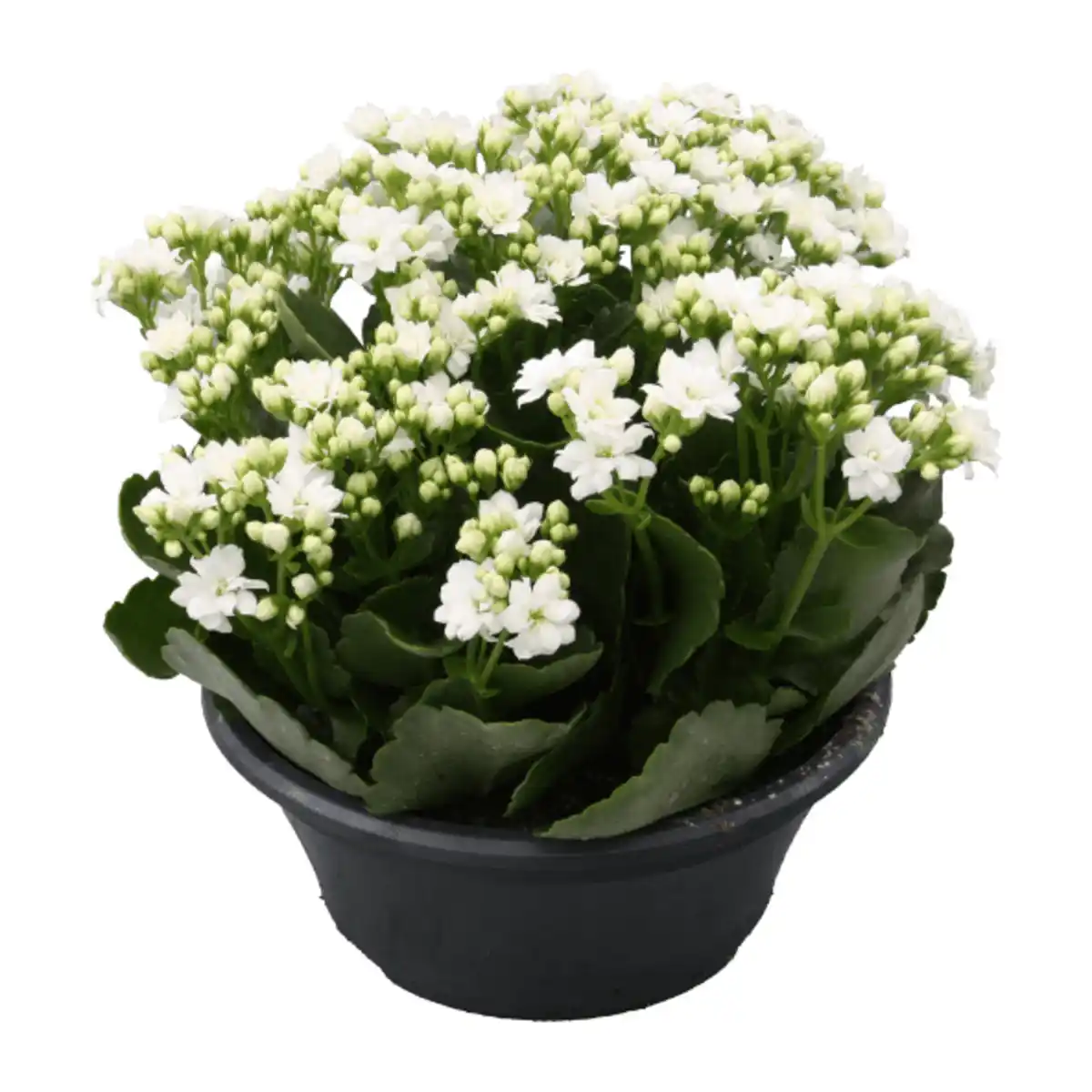 Bild 4 von GARDENLINE Spätsommerschale