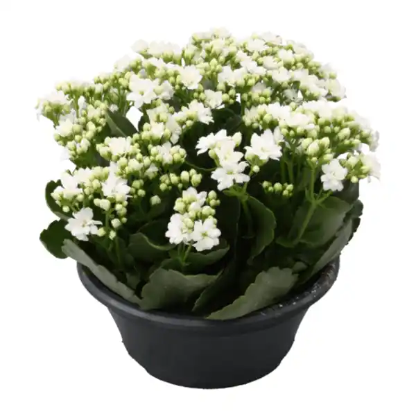 Bild 4 von GARDENLINE Spätsommerschale