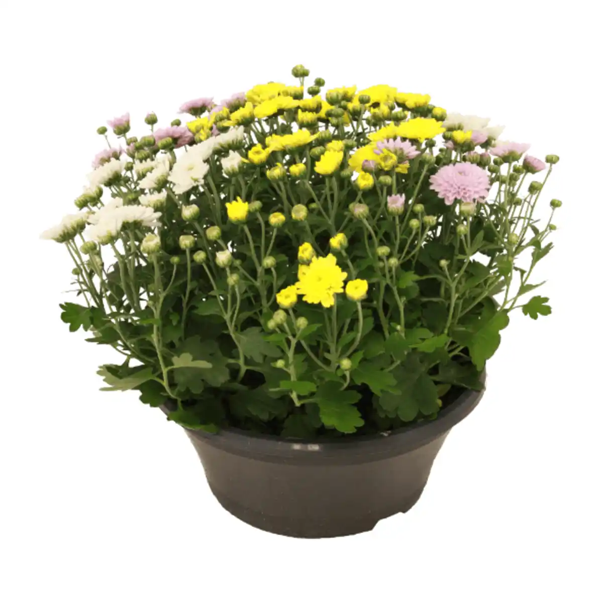 Bild 3 von GARDENLINE Spätsommerschale