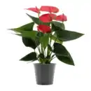 Bild 4 von GARDENLINE Anthurie